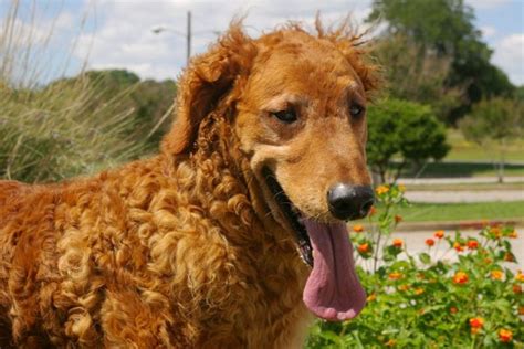 Curly Golden Retriever Golden Retriever Dog Forums