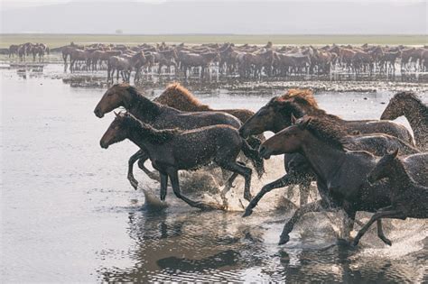 Herd Of Wild Horses Running In Water Stock Photo Download Image Now