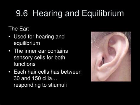 Ppt 96 Hearing And Equilibrium Powerpoint Presentation Free