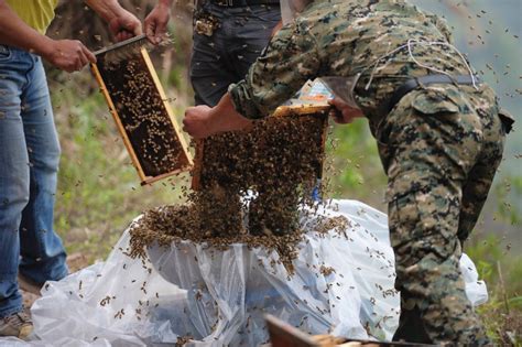 Man Wears Suit Made Of 11 Million Bees In Attempt To Set World Record Huffpost Weird News