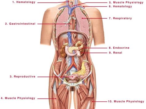 The human sense organs contain receptors that relay information through sensory neurons to the appropriate places within the nervous system. Pin on Anatomy