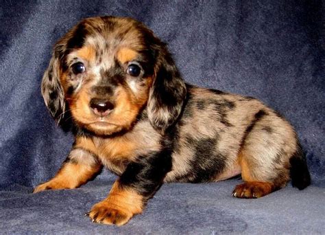 Soo Cute Dachshunds Doxie Mini Puppies Weenie Dogs Warm Fuzzies