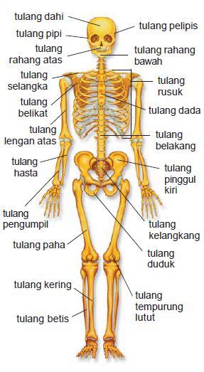 Penjelasan Lengkap Gambar Anatomi Struktur Tubuh Manusia Night002