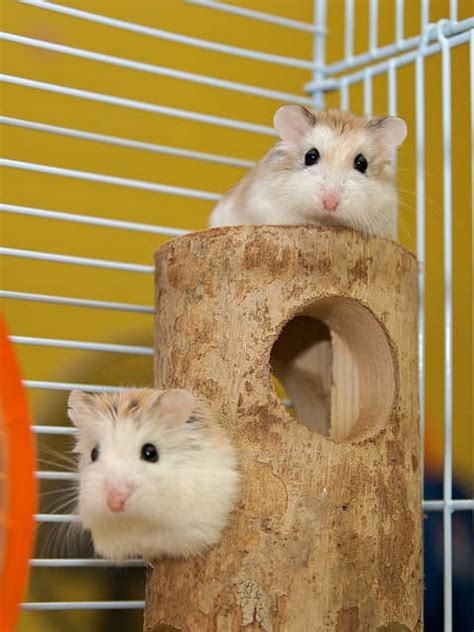Roborovski Dwarf Hamster Info Pictures Traits Facts Hamster Care Guide