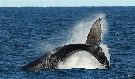Humpback Whale Populations Healthy In Australia Australian Geographic