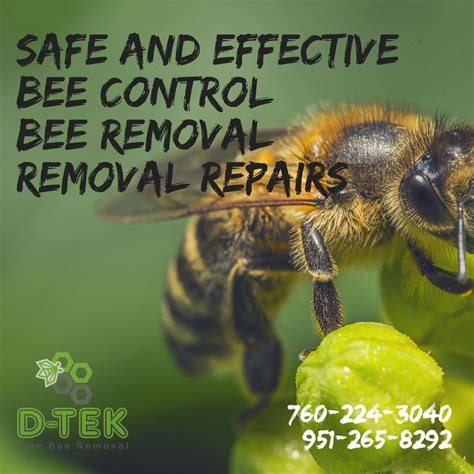 Professional And Efficient Bee Removal Contact Us For A Free Estimate