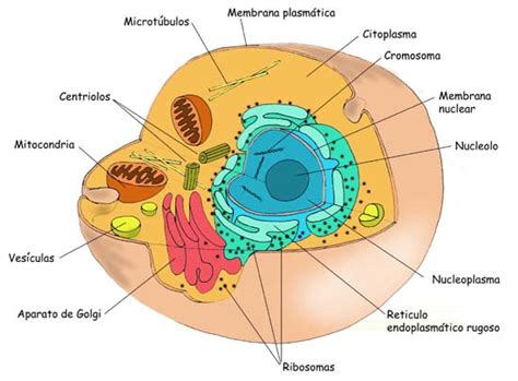 Qual a função do citoplasma na célula Fc Noticias