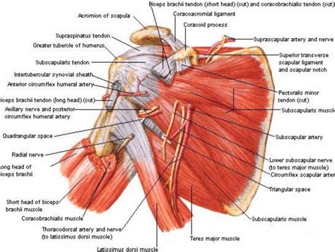 Shoulder Anatomy Muscles