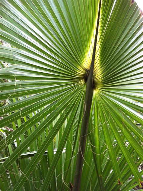 Fan Palm Tree Jardins Plante Aménagement