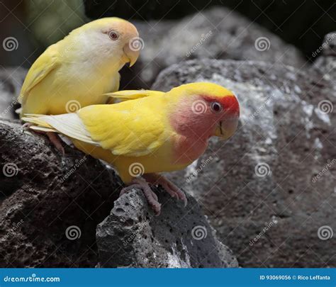 Peachface Lovebirds Stock Photo Image Of Love Couple 93069056