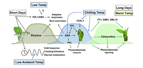 Photoperiodic And Temperature Control Of Bud Set Dormancy