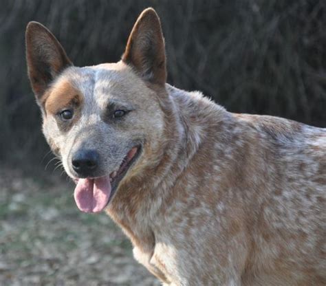 Lista 105 Foto Pastor Ganadero Australiano Red Heeler Lleno