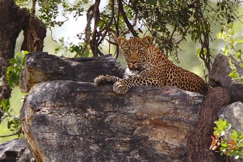 Ingwelala Young Male Leopard