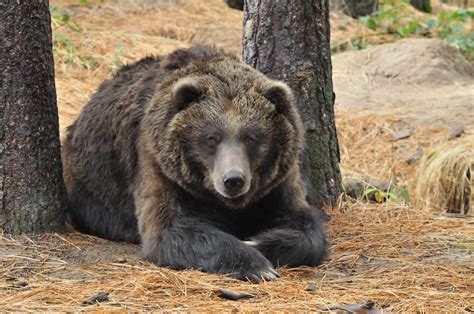 Grizzly Bear Wildlife Images Rehabilitation And Education Center