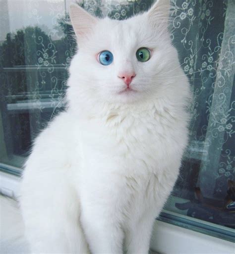Meet Alos The Odd Eyed Cat He Has A Pair Of Stunning Eyes That Are Of