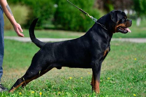 Eine auflistung nur einiger filme, in denen der schauspieler teilweise hohe gagen verdiente, die sein vermögen immer. Japanac Von Haus Drazic : Puppies : King Rottweilers