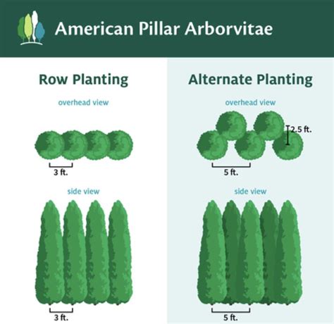 Pin By Orchidboyusa On Garden Plans In 2021 Arborvitae Thuja Green