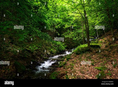 Small Rapid Brook In Green Forest Beautiful Nature Background In