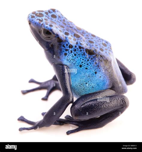 Frog Blue Dart Frog Hi Res Stock Photography And Images Alamy