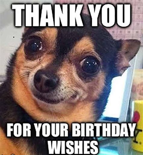 19 Birthday Memes Chihuahua Factory Memes