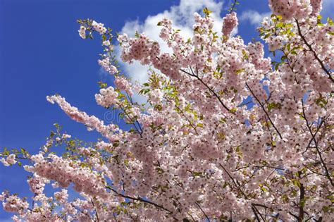 Branch Of Blossom Sakura Trees In Early Spring In Victory Park Riga