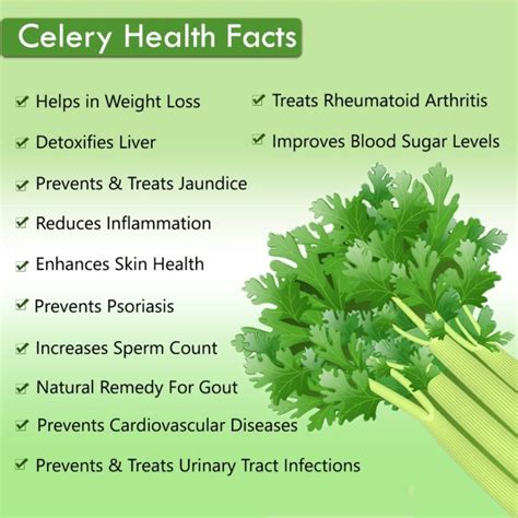 10 Stunning Health Benefits Of Celery My Health Only