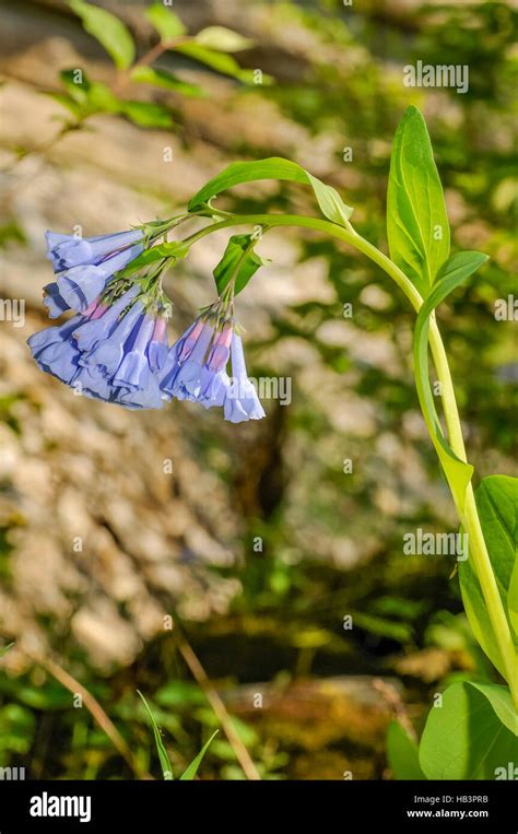 Virginia Bluebells Wildflower Stock Photo Alamy
