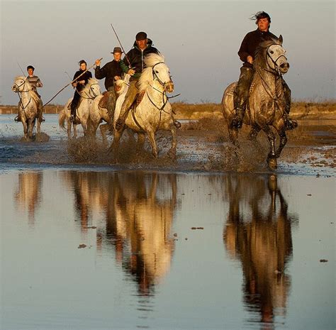 Gardians Camargue Cowboys Riding Through Water With Reflections