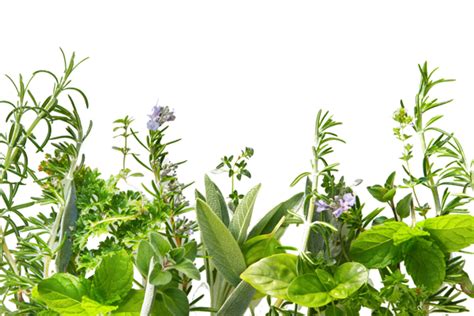 Herb Png Hd Png All