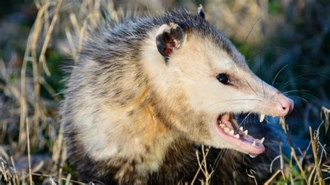 Whats The Difference Between A Possum And An Opossum Opossum