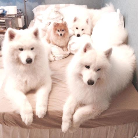 Pomeranian And The Gang Of Samoyed Cute Puppies Samoyed Puppy Cute
