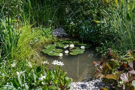 Best Pond Plants Bbc Gardeners World Magazine