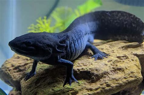 Axolotls Regeneration Might Help Restore Damaged Tissue In