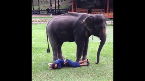Elephant Love To His Owner Youtube