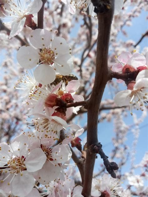 Place your apricot tree in a hole big enough to accommodate entire root ball, loosen the soil as you place it, pack the soil back tightly and water. Flowering apricot tree - beautiful photos | RUS' NATURE