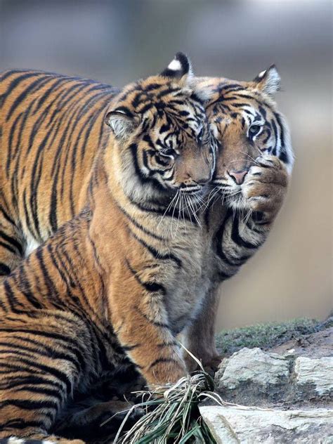 Untitled — Funnywildlife Pawsome Tiger Love Wild Cats Cute Animals