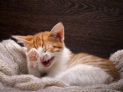 Laughing Cat Stock Photos Pictures And Royalty Free Images Istock