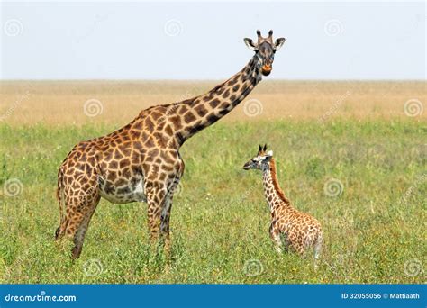 Baby Giraffe And Mother Stock Photo Image Of Couple 32055056