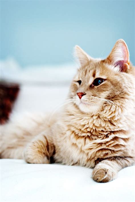 Lovely Pets 10 Cat Breeds For Dog Lovers