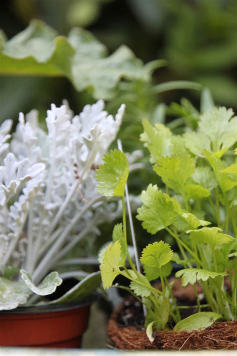 Can you grow herbs around a chicken coop? Fresh Herb Garden for Chickens | Tilly's Nest