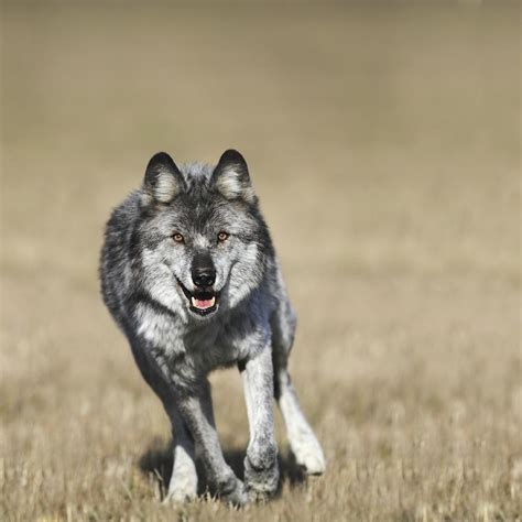 Wolf Canis Lupus Running Towards Camera Photograph By Richard Wear