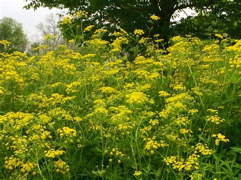 List of minnesota wildflowers that are primarily shades of yellow, with thumbnails and links to more info. Yellow flower bush growing in the wild. | Plants, Yellow ...
