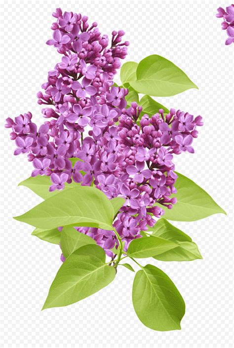 Ilustración de flor morada png Klipartz