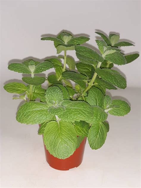 Live Apple Mint Plant Ready To Use Now Blessings Herbs Spices