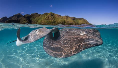 Difference Between Manta Rays And Stingrays Ocean Conservancy