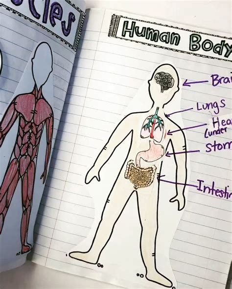 Want A Fun And Easy Way To Teach Human Body This Interactive Notebook