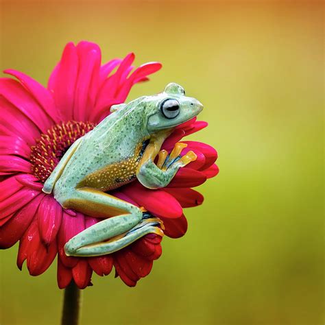 Colorful Frog Photograph By Fauzan Maududdin Fine Art America