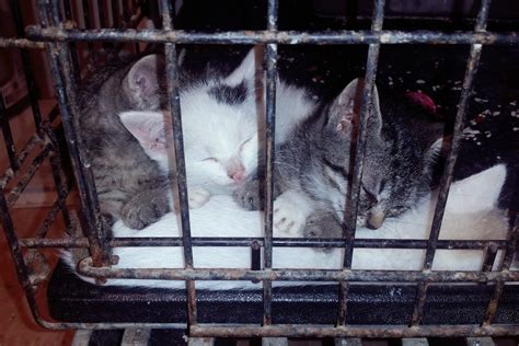 Ouachita Parish Animal Shelter Monroe La