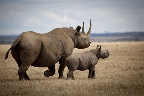 Enamorate De El Rinoceronte Negro