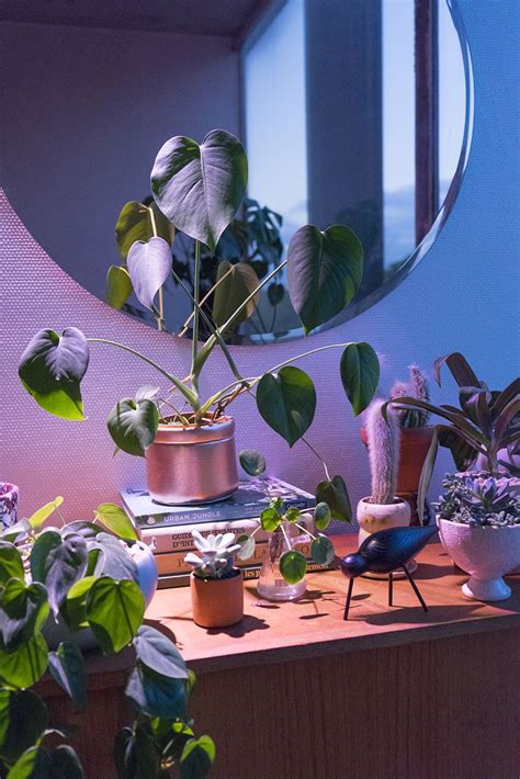 Start Something Bright And Keep Your Plants Happy Interior Wall